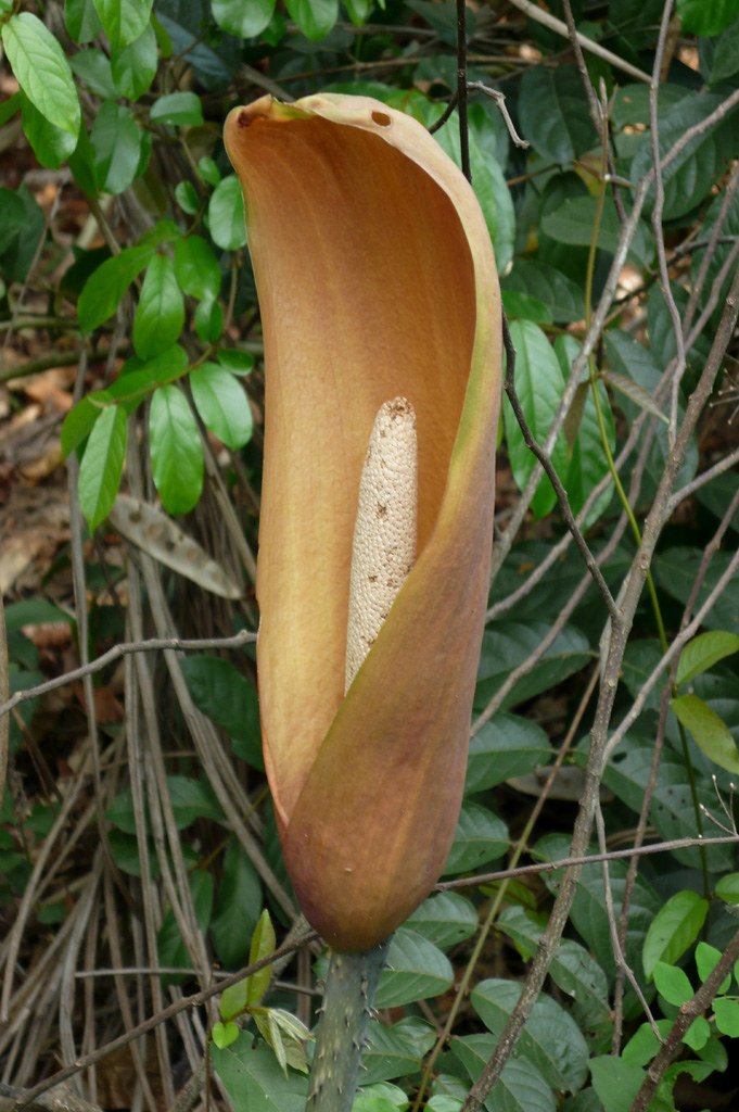 Anchomanes difformis